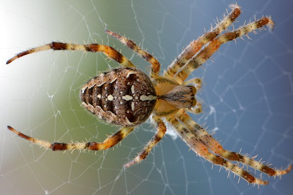 Descubra o significado intrigante dos sonhos com aranhas e desvende as mensagens ocultas do seu subconsciente.