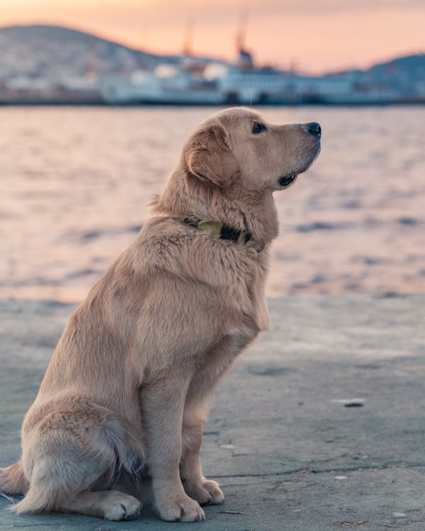 Descubra as diversas interpretações de sonhar com cães e o que isso pode revelar sobre sua mente e emoções.