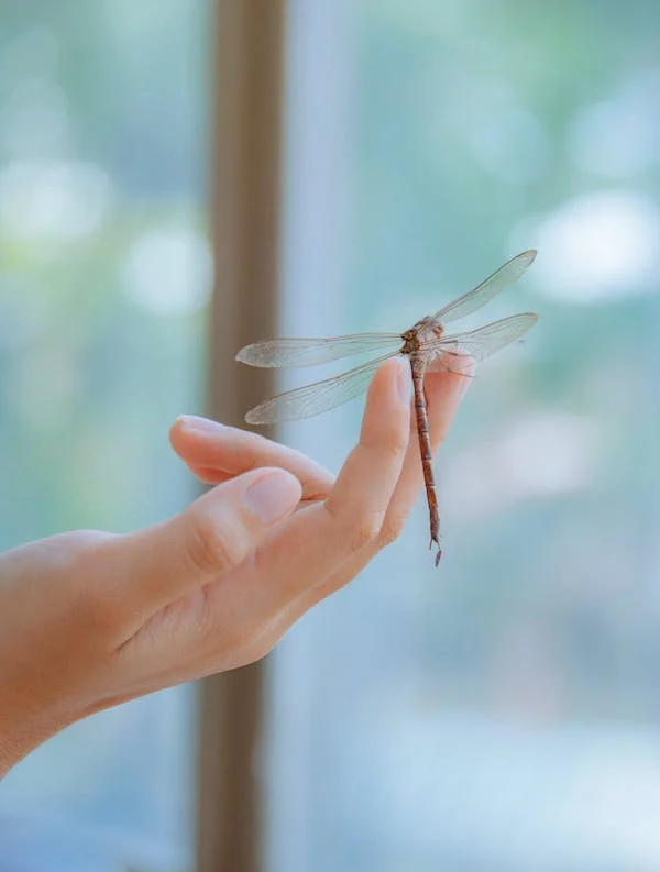 Descubra o fascinante significado dos sonhos com insetos: aranhas, abelhas, formigas e borboletas. Uma análise detalhada aguarda por você!