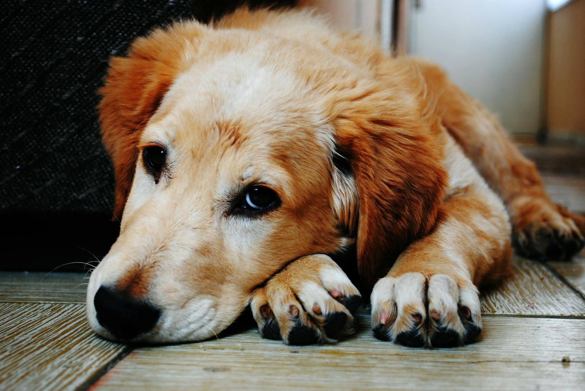 cachorro de pelagem curta marrom e branco deitado em um chão de madeira marrom