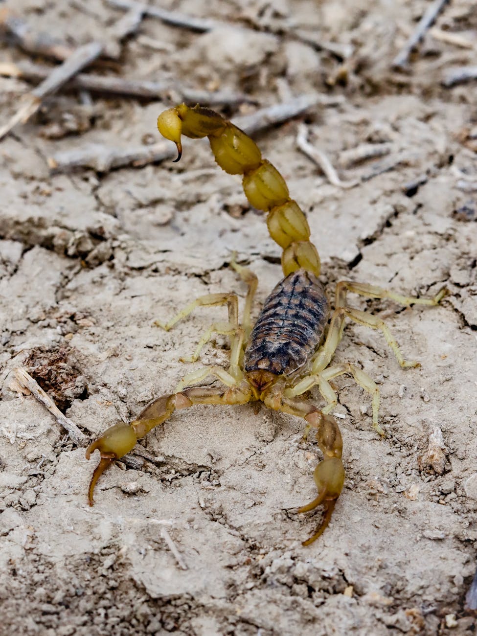 close up of a scorpion on a dry surface