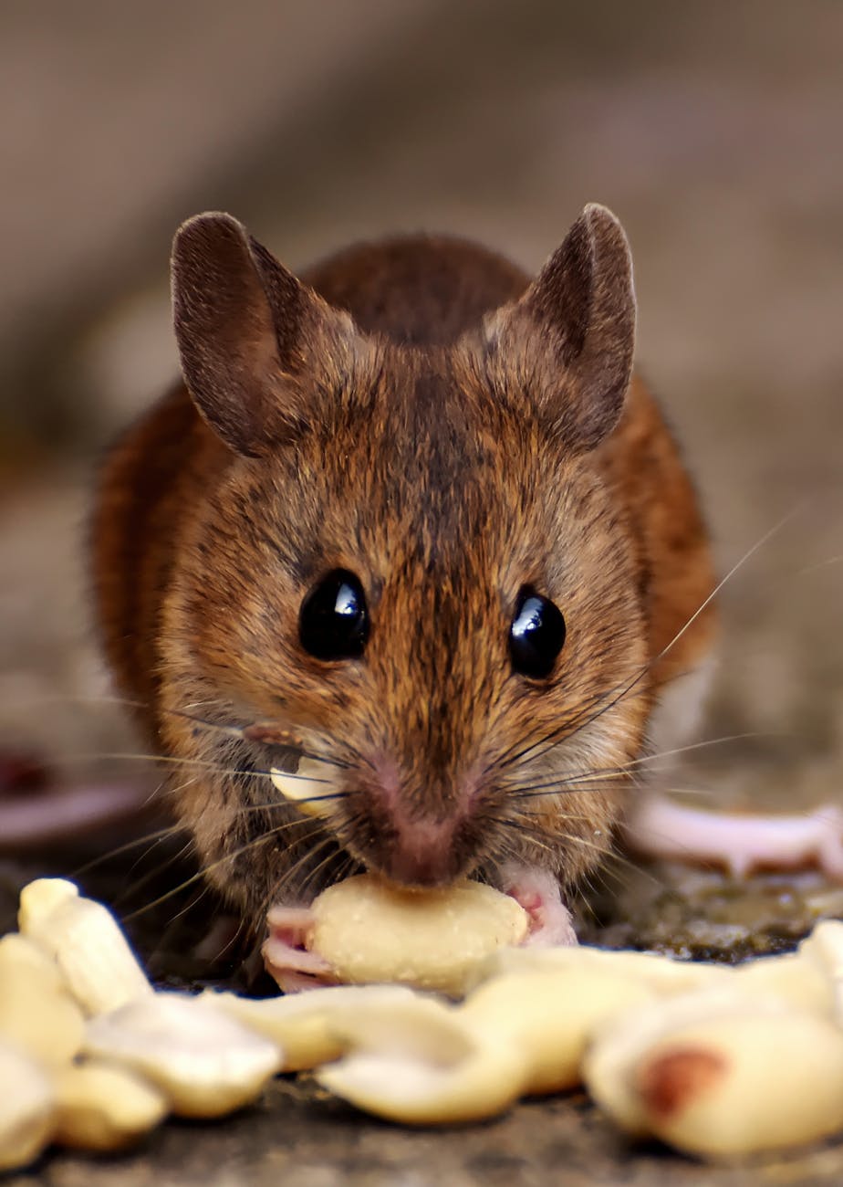 brown rat eating food