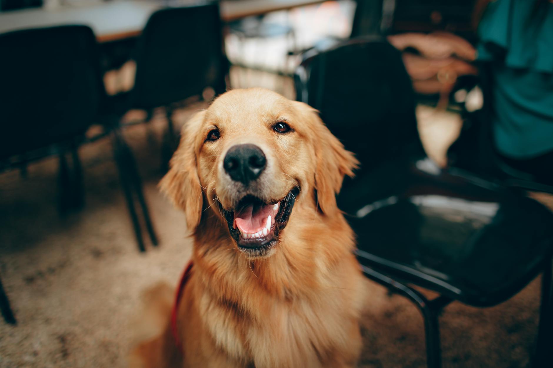 cachorro bronzeado de pelagem curta