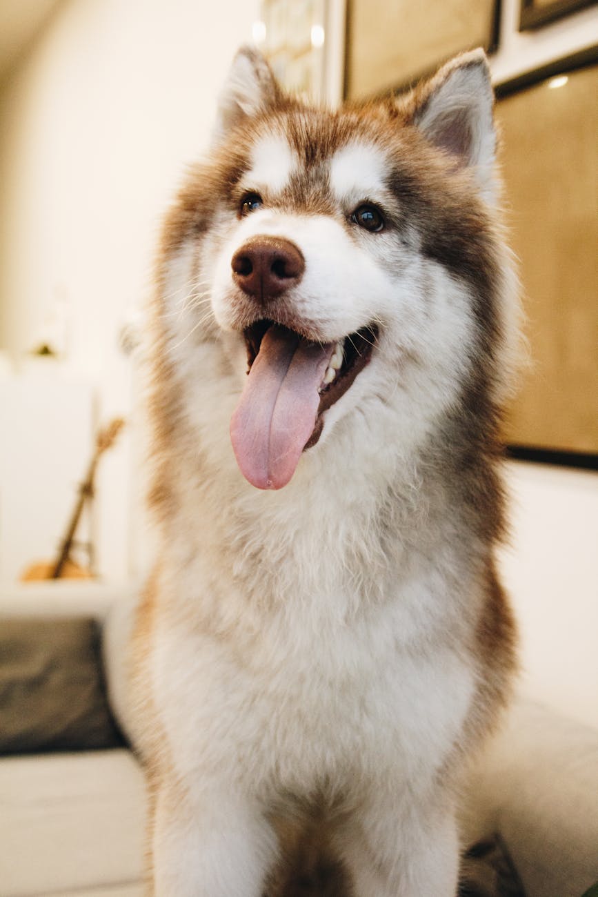 foto de husky siberiano