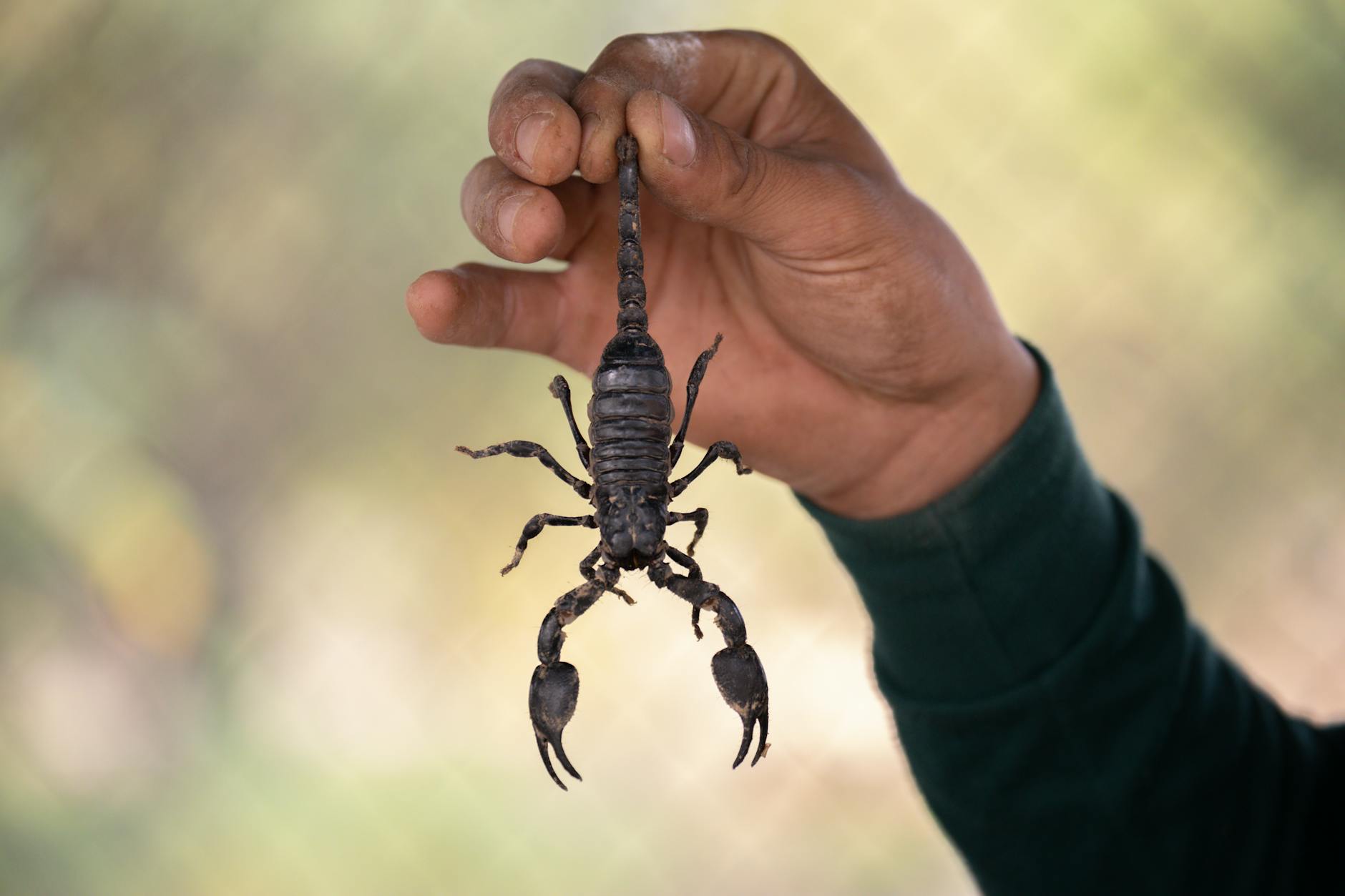 person holding a scorpion