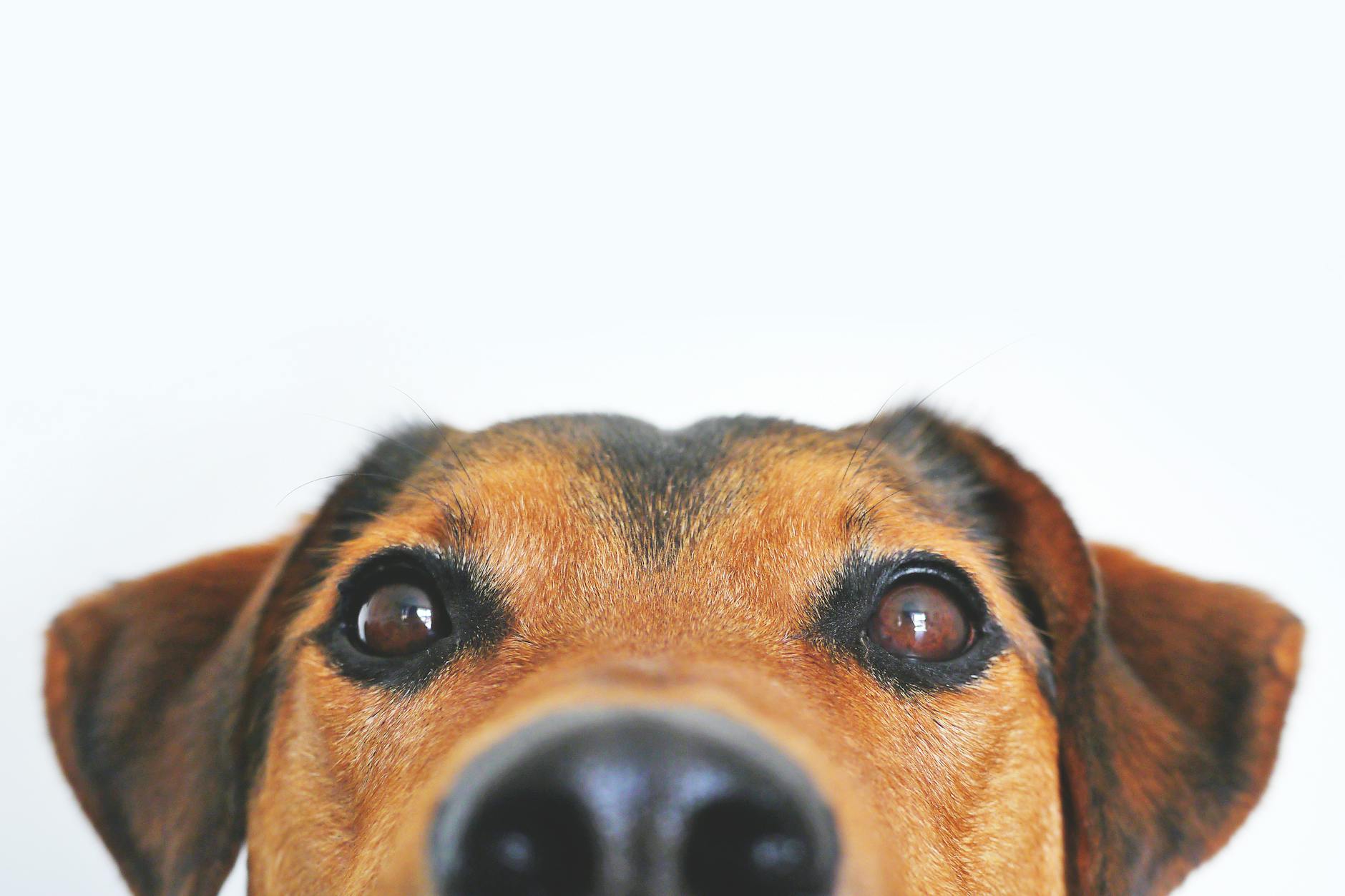 foto aproximada da cara de cachorro marrom e preto