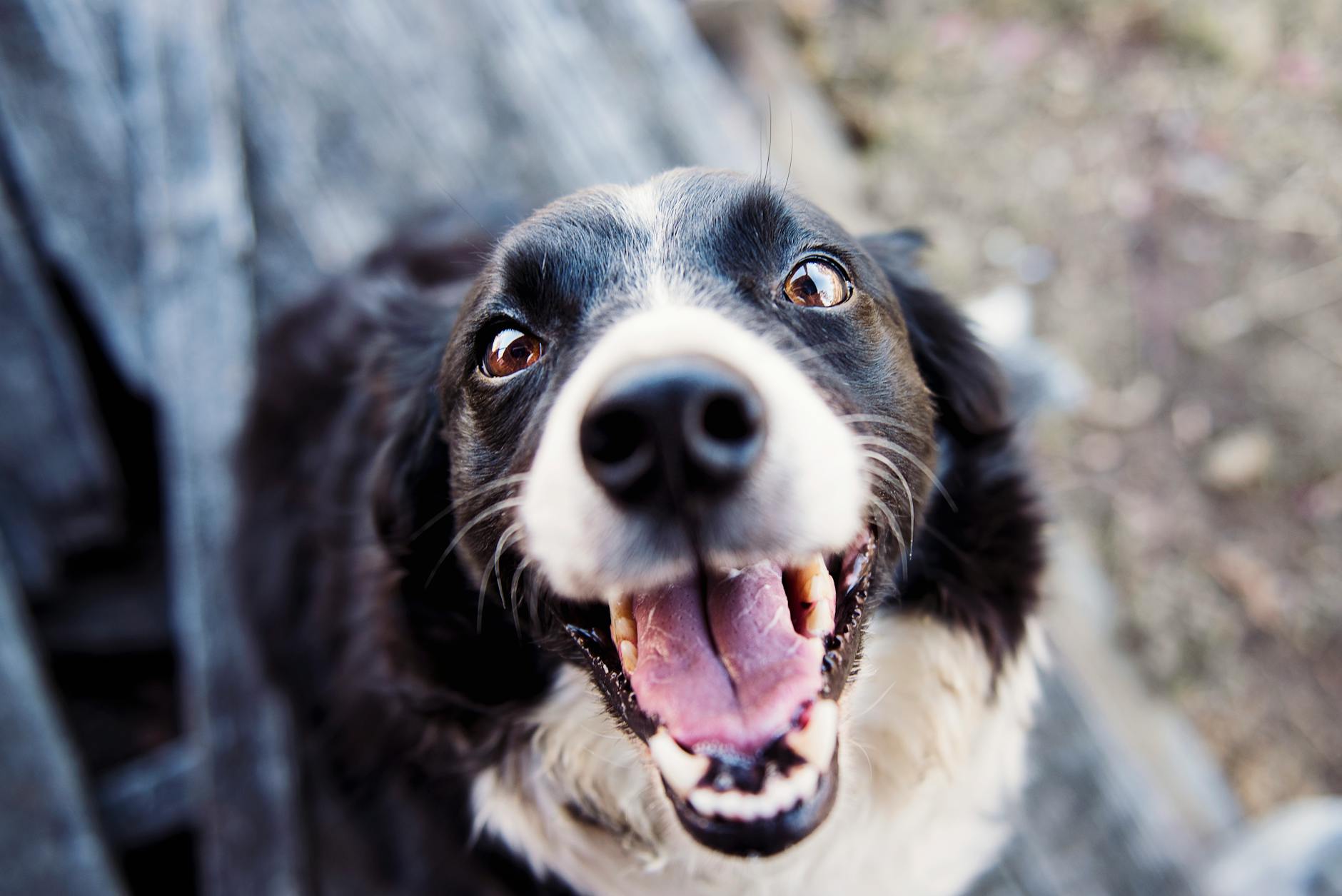 fotografia com foco raso de border collie preto e branco adulto