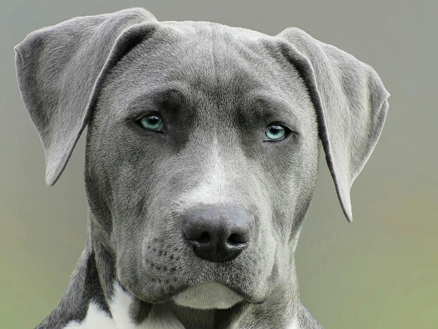 
fotografia aproximada de cachorro adulto de pelagem curta preto e branco