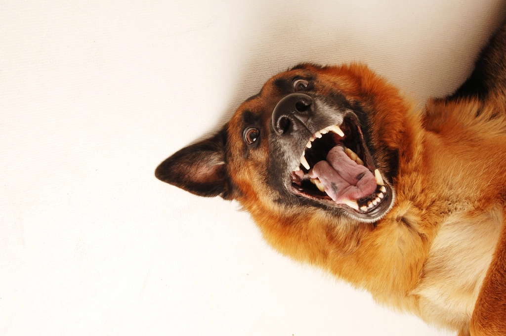 cachorro mostrando os dentes