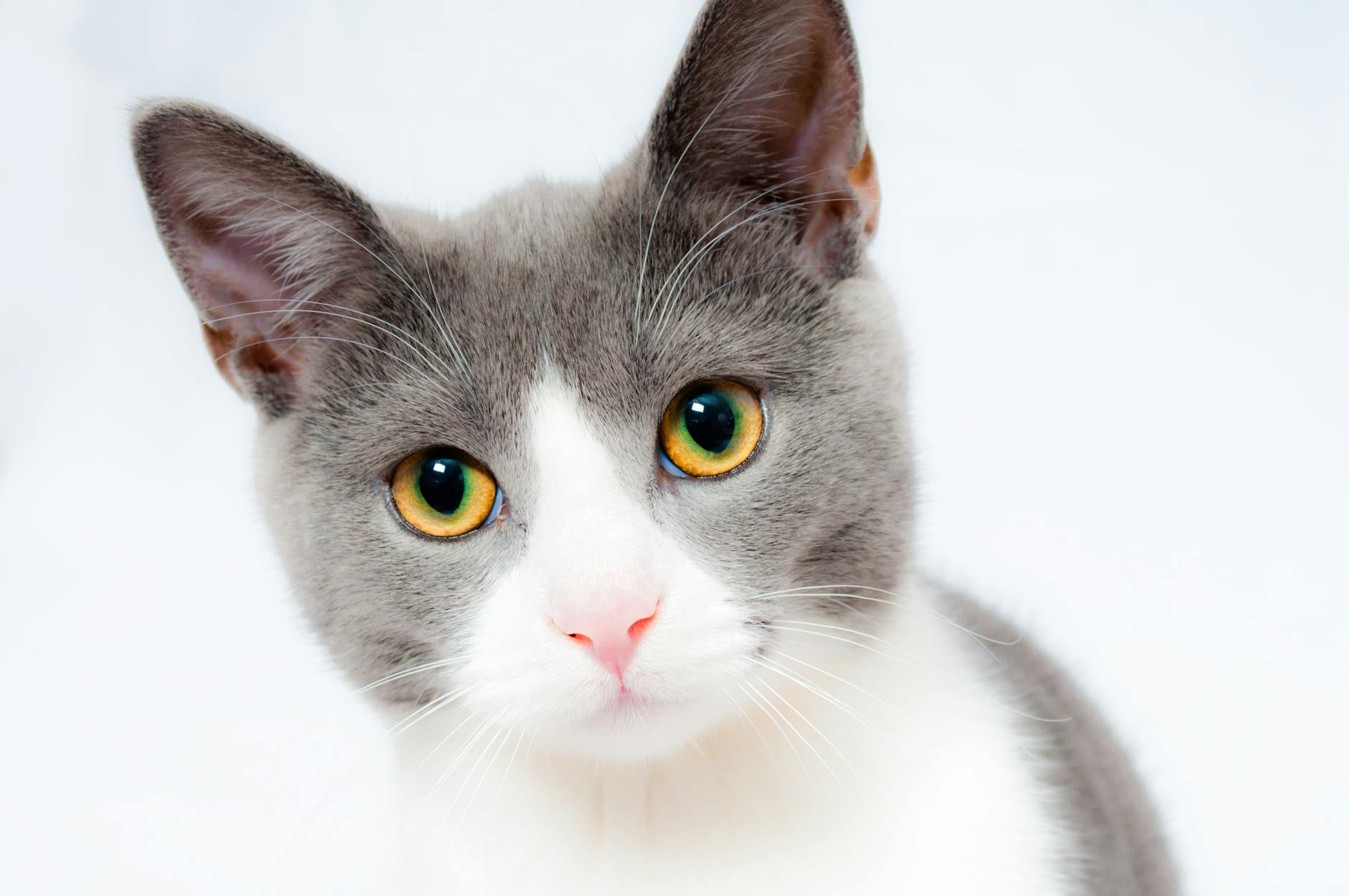 gato de pelo curto cinza e branco