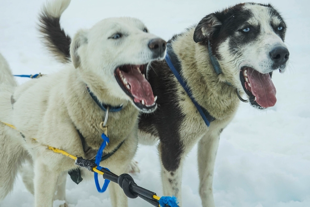 cachorros na neve