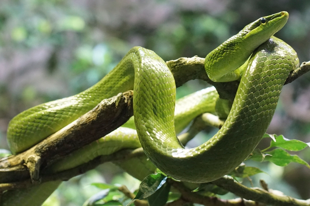 cobra verde