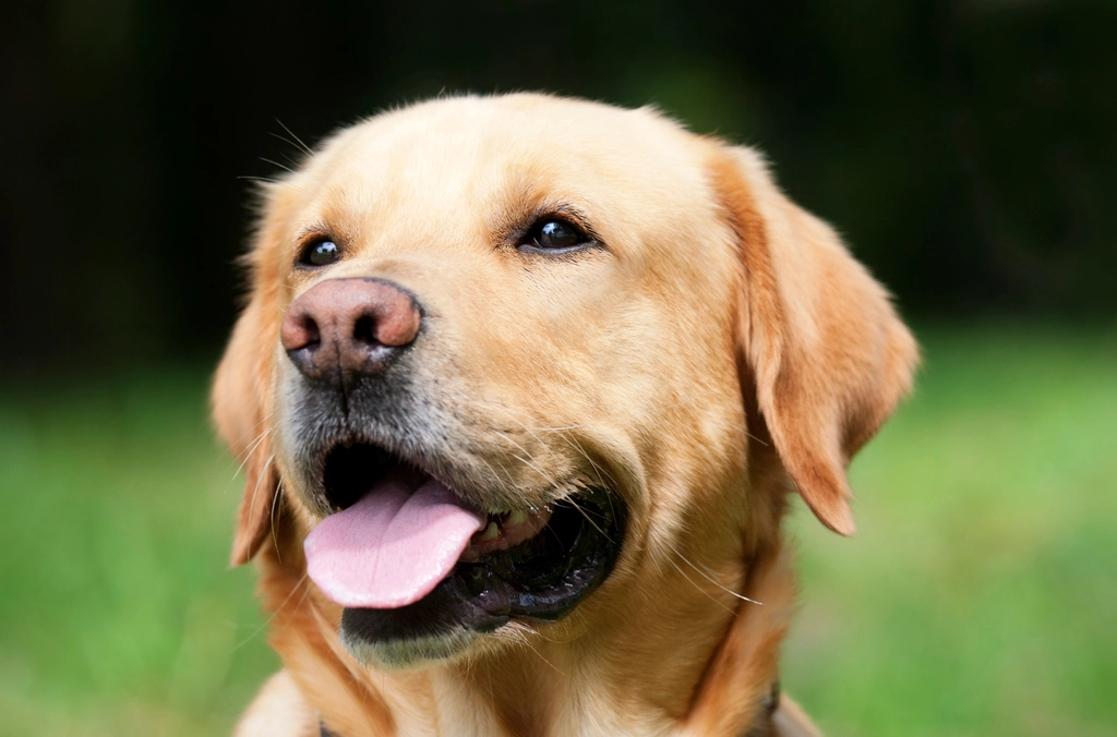 cachorro labrador retriever 