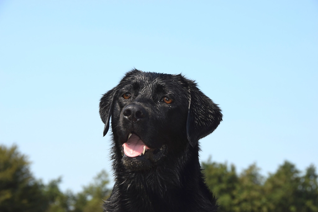 Free black labrador retriever dog