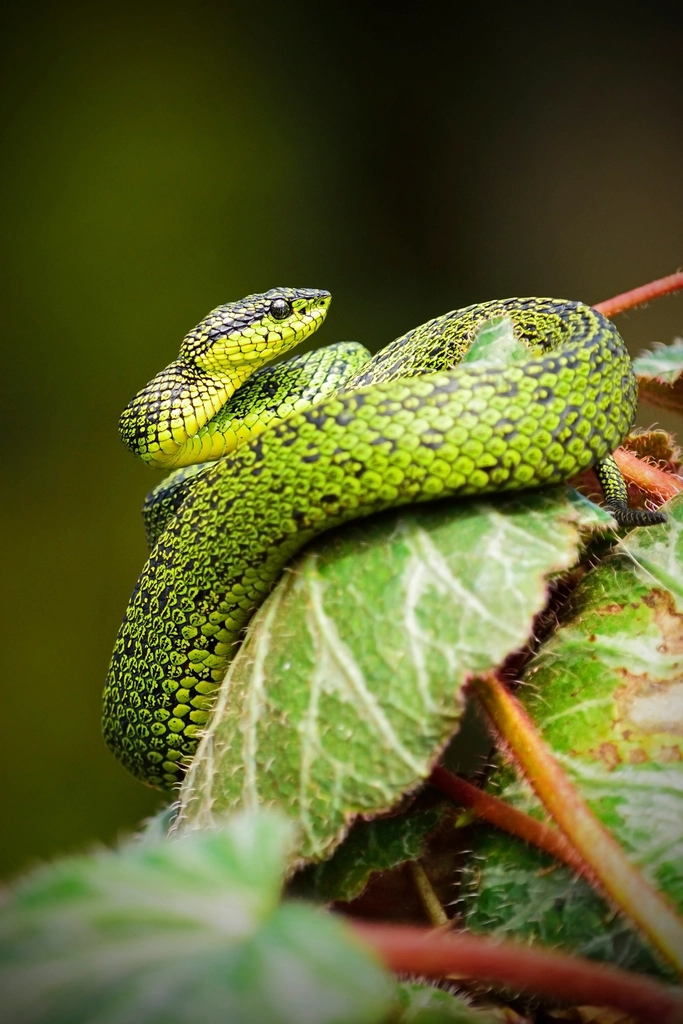 cobra verde