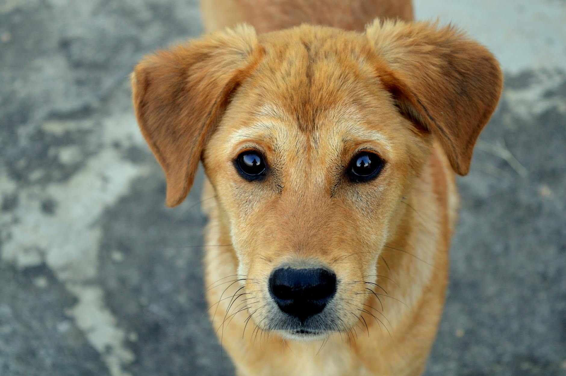 cachorro bronzeado de pelagem curta