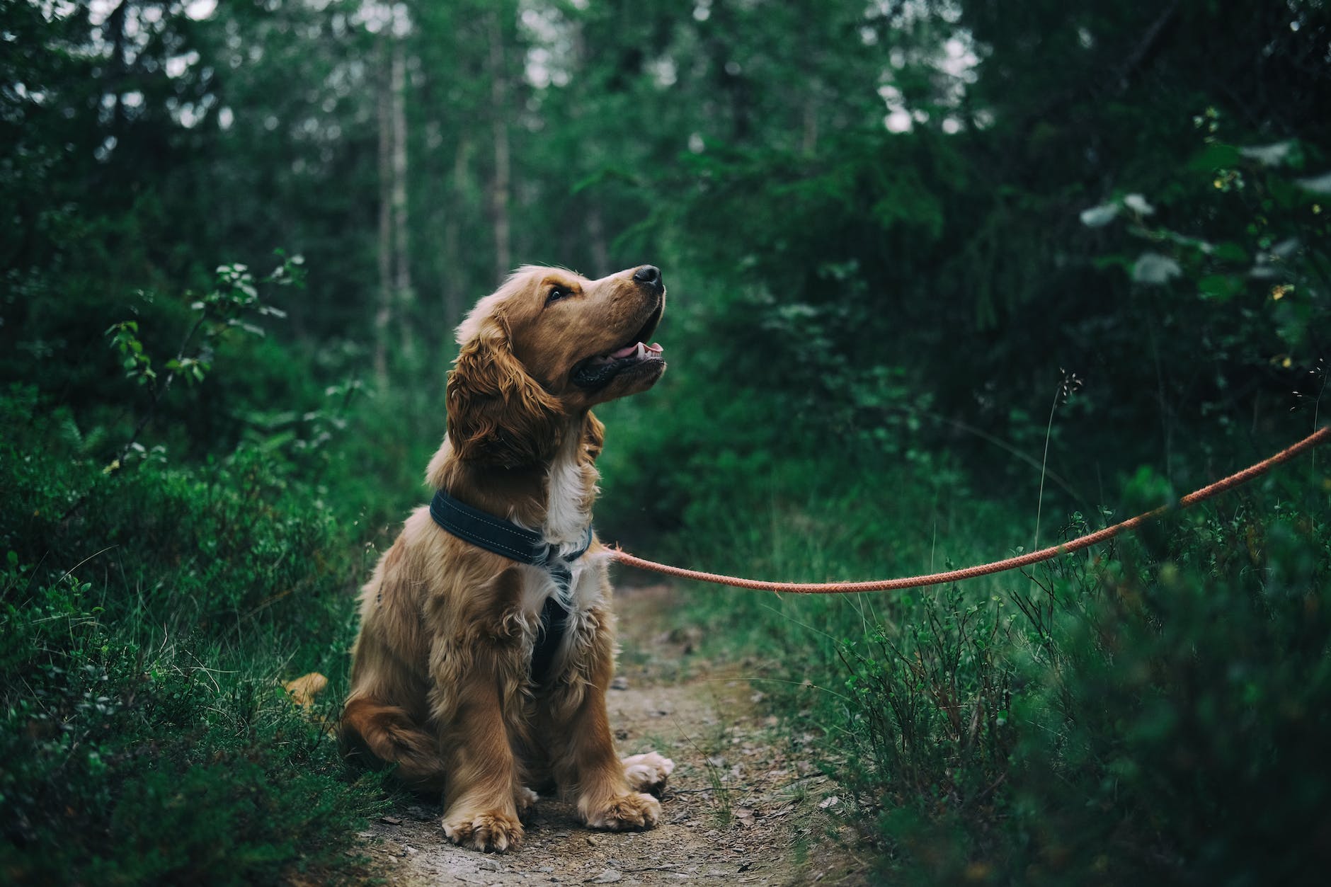 cachorrinho cocker spaniel inglês sentado no chão ao lado da grama