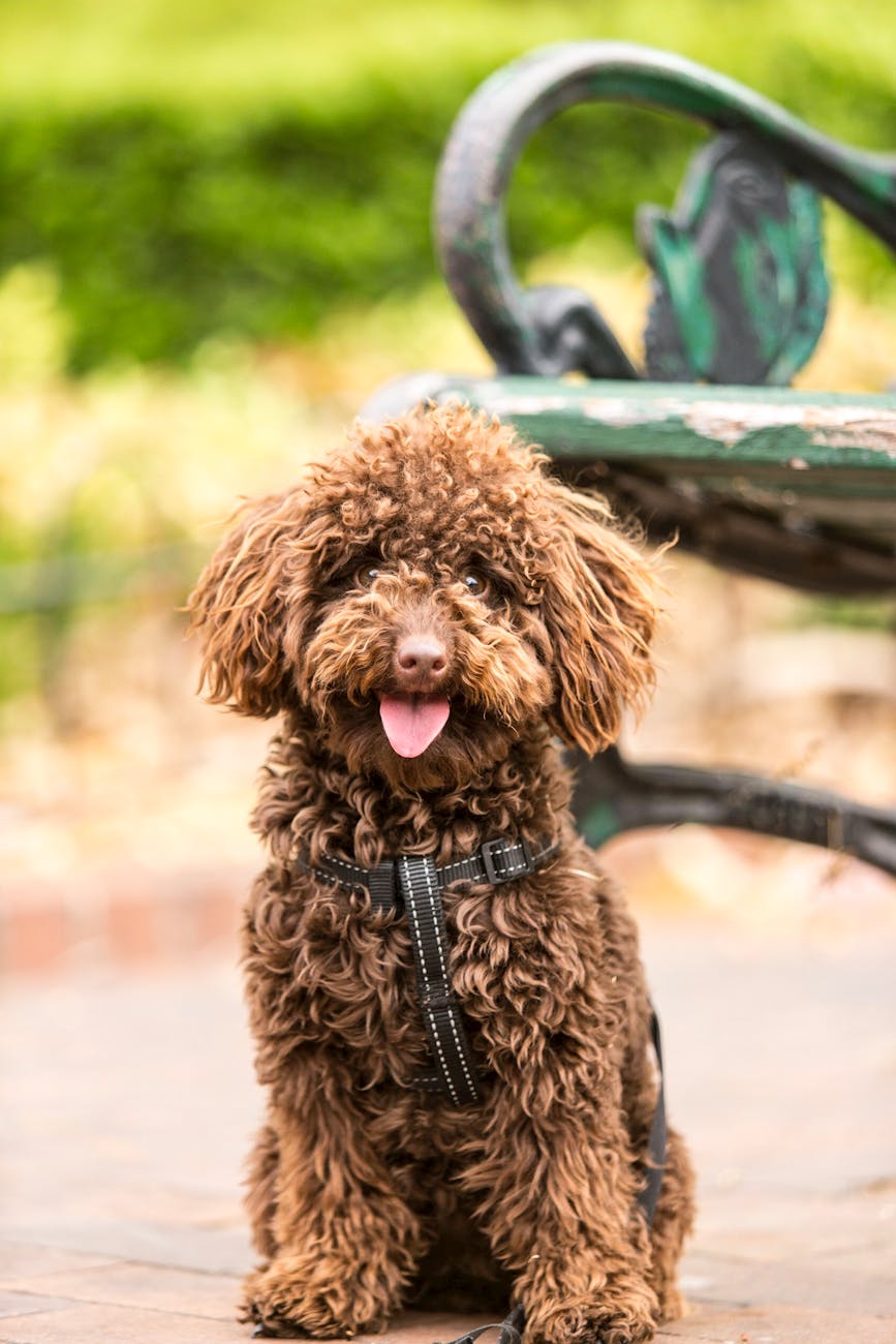 cachorro adulto marrom de pelagem longa ao lado da poltrona verde