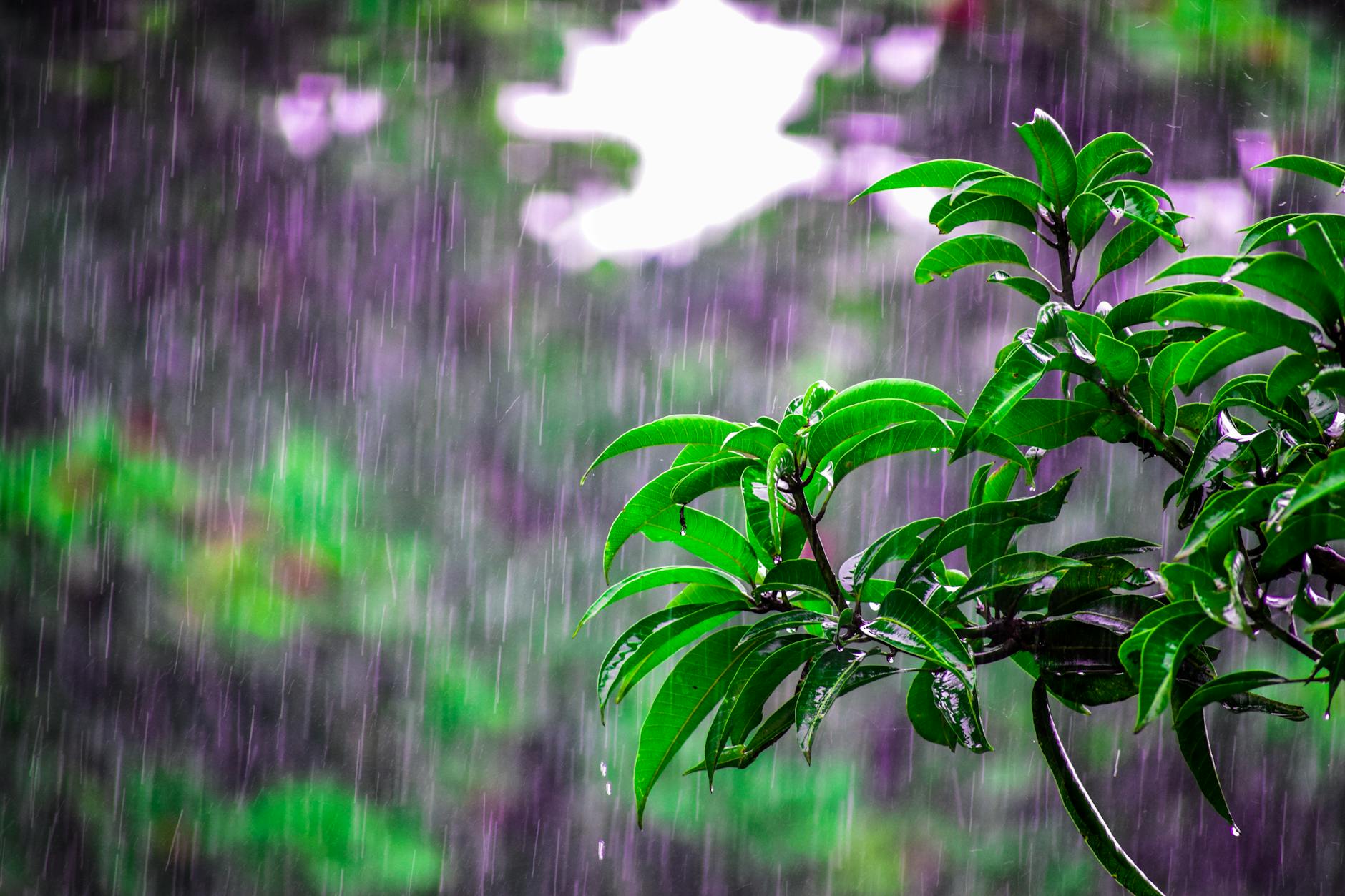 chuva caindo sobre folhas de plantas