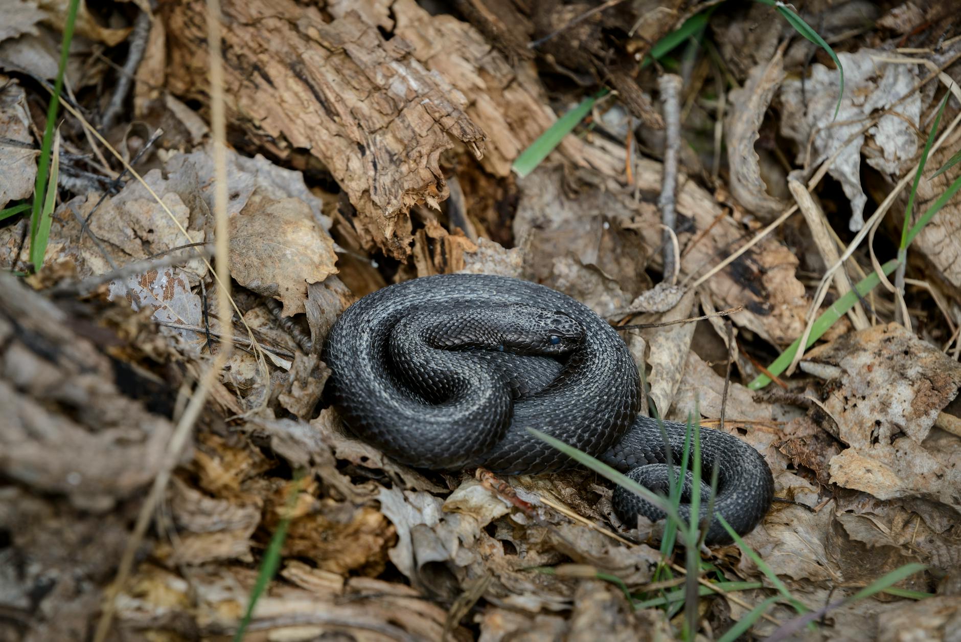 cobra preta