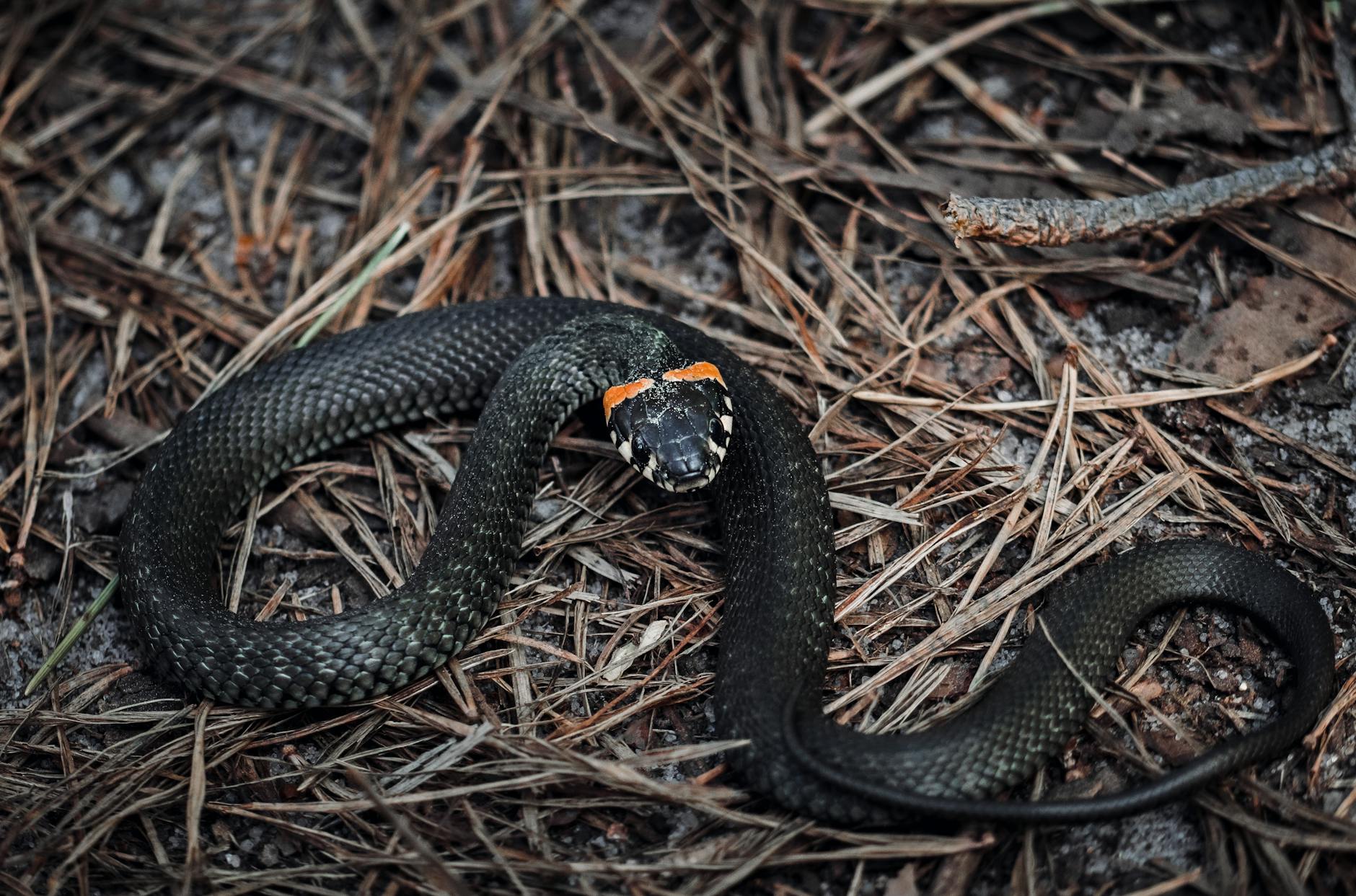 cobra preta