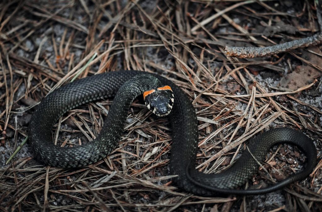 close up of a ring necked snake