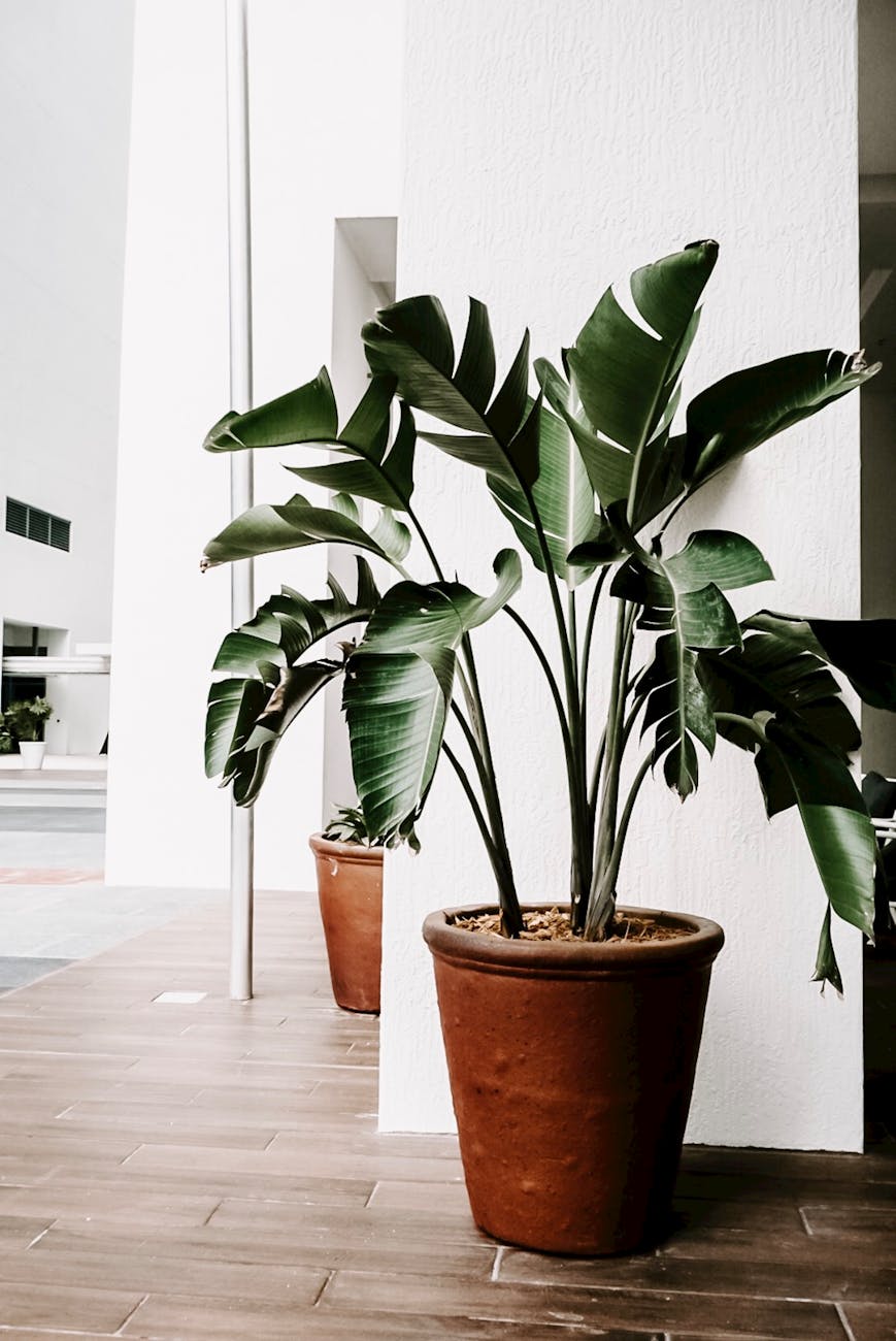 green indoor plants