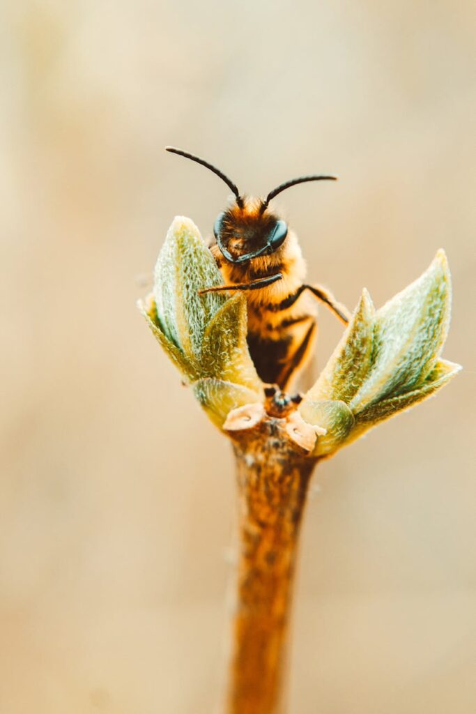 macro photography of bee on a plant