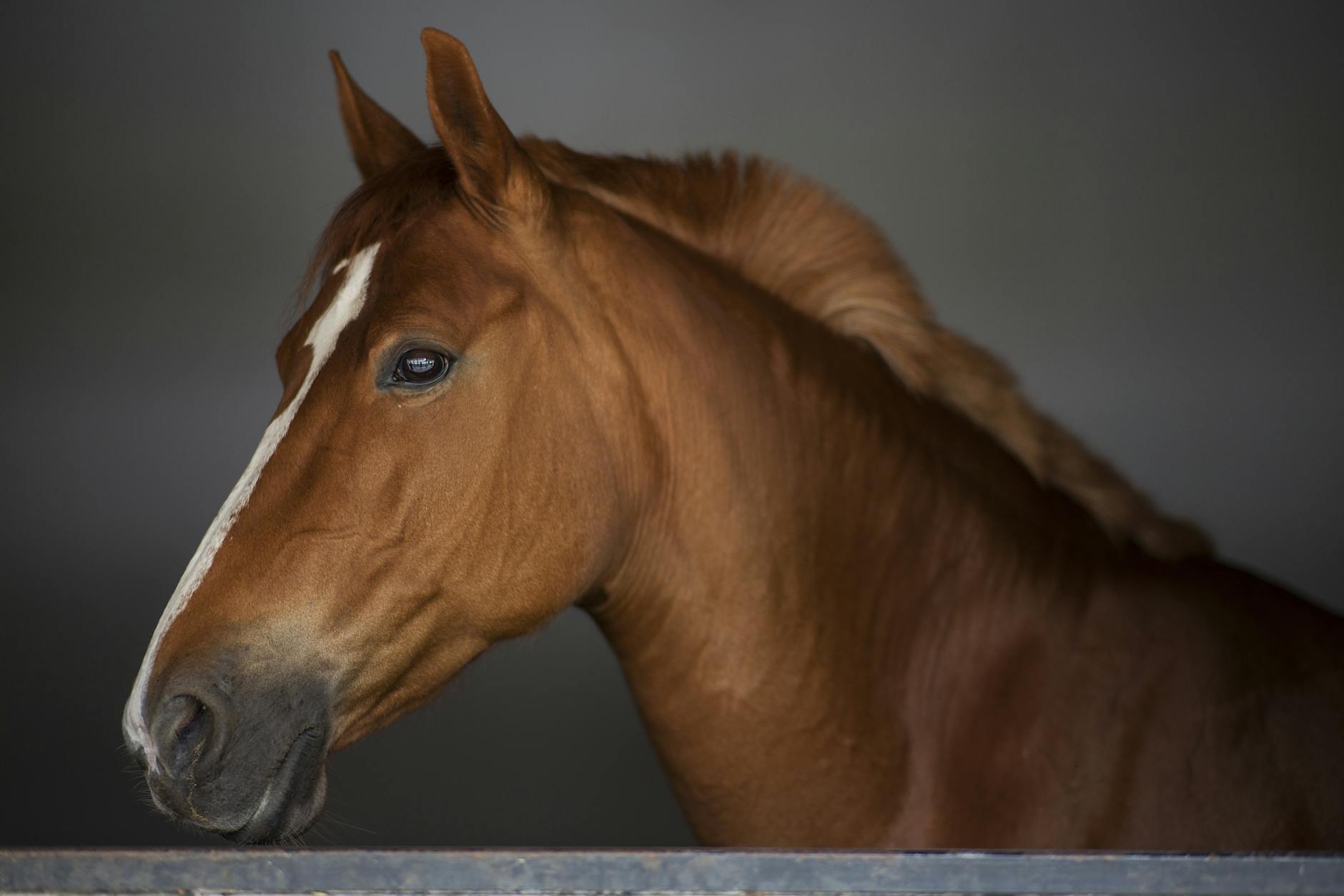 cavalo branco e marrom