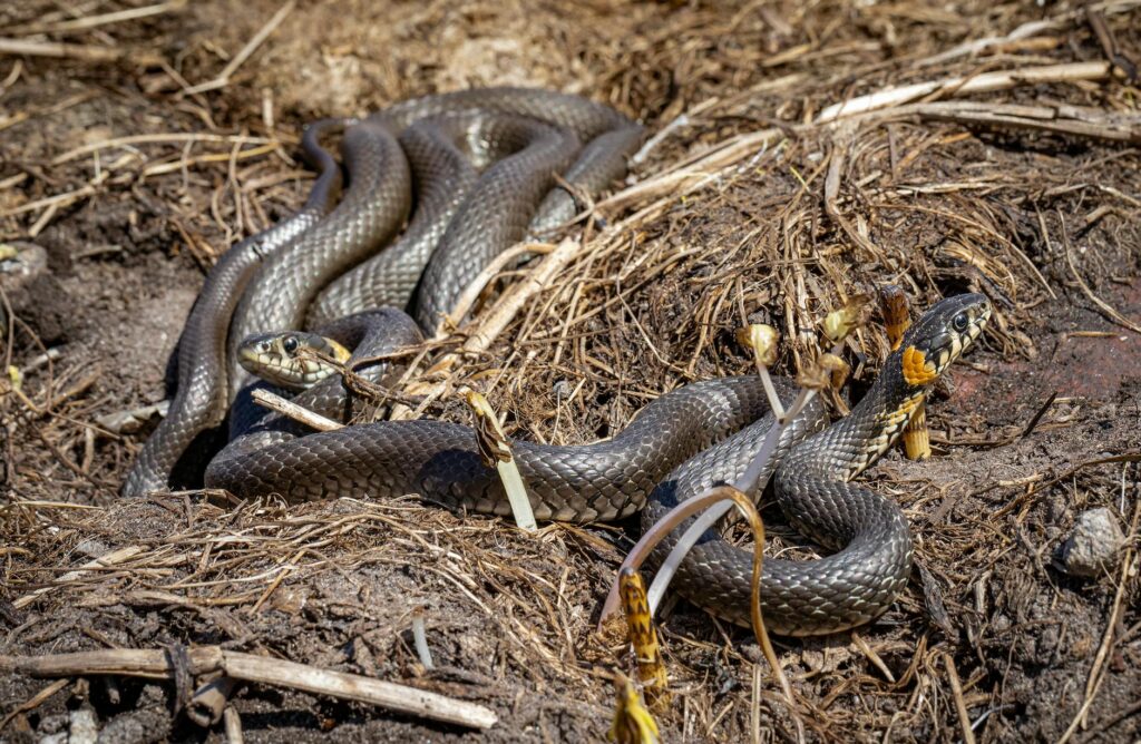 várias cobras juntas no chão