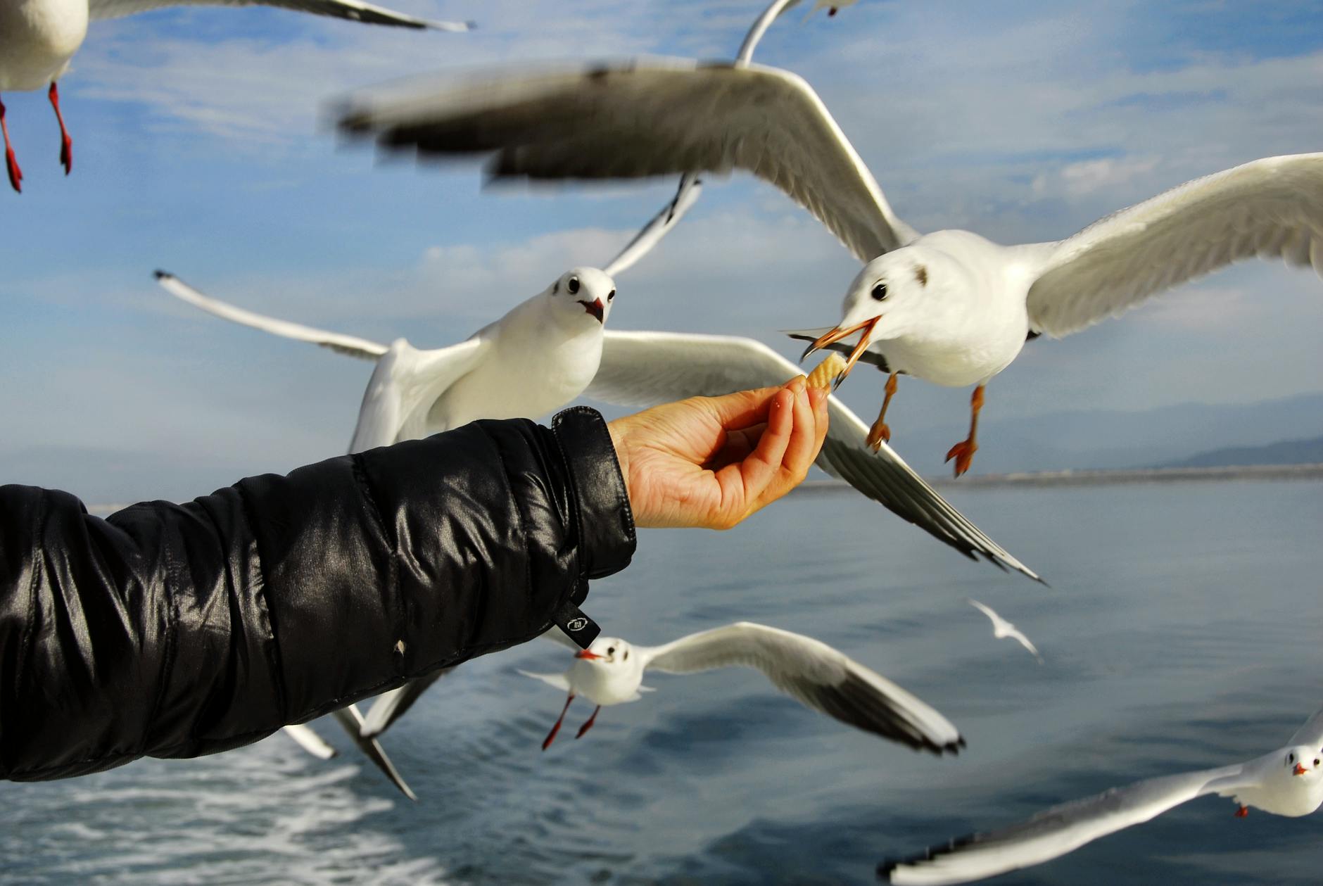 homem irreconhecível alimentando gaivotas perto do oceano sob o céu
