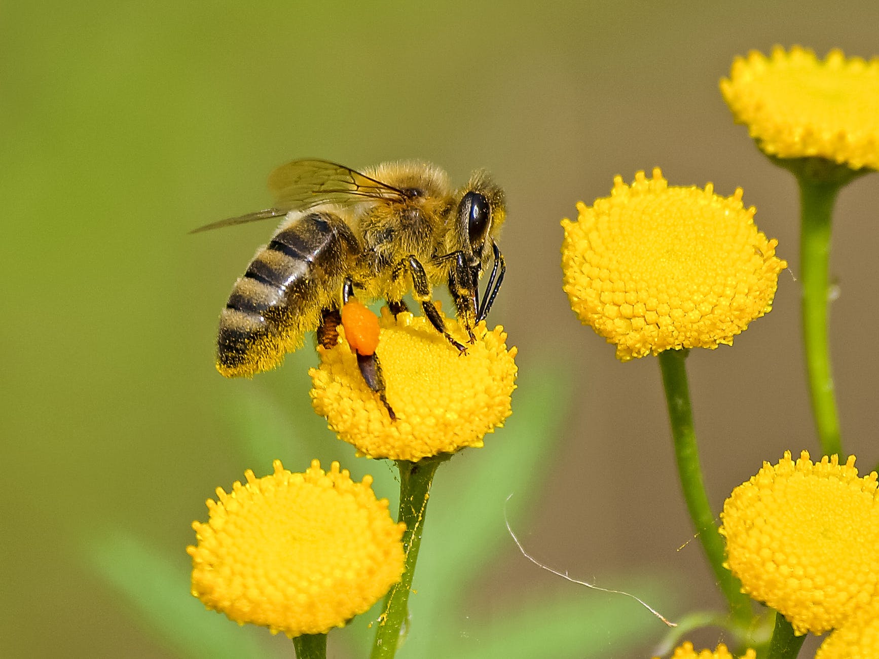 brown and black bee on yellow flower nectar