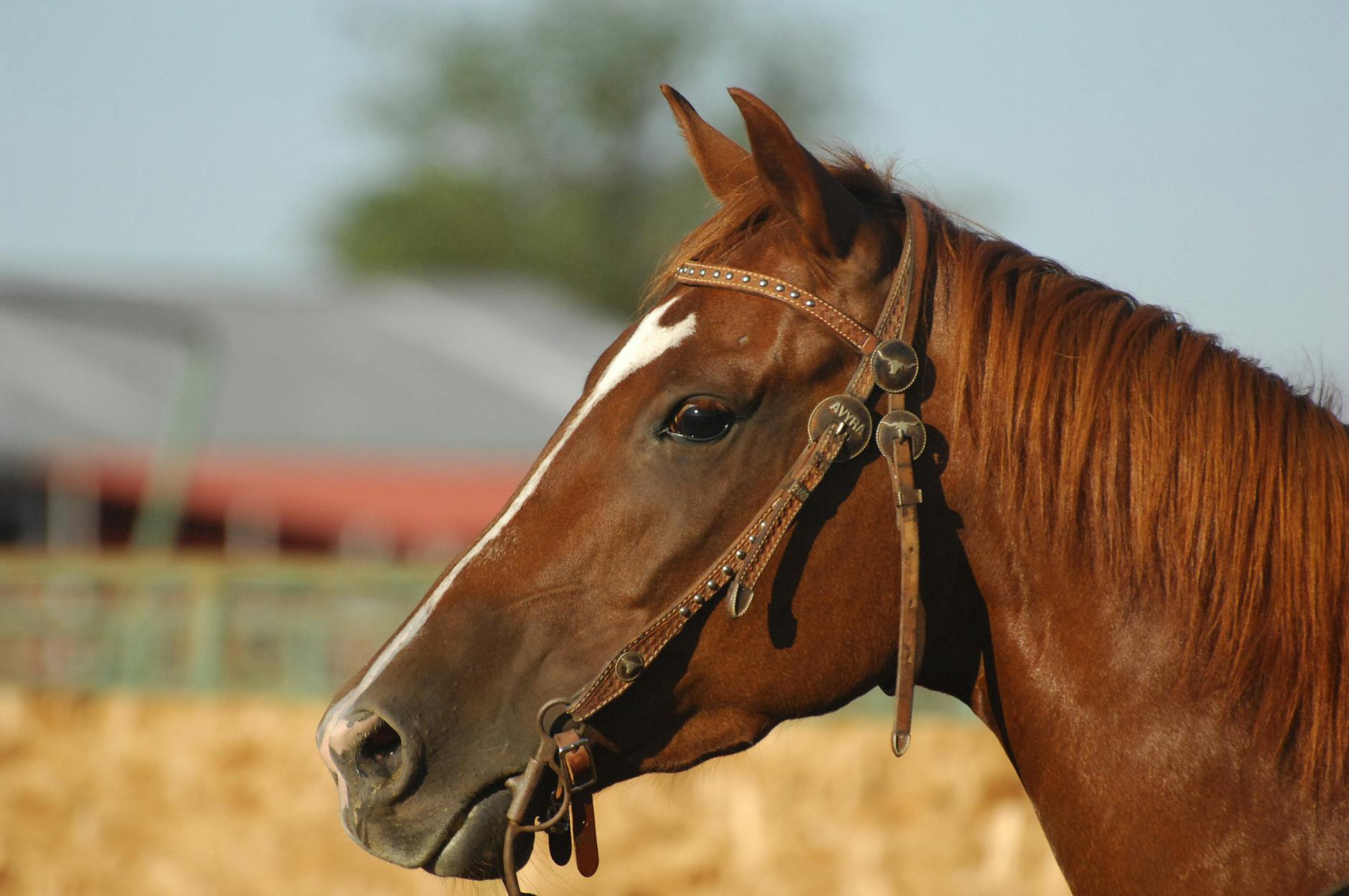 close em cavalo marrom