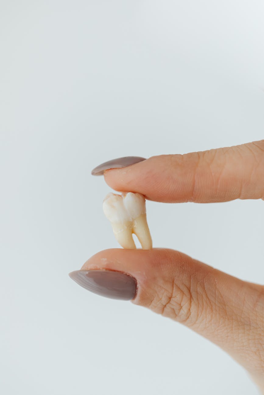 close up shot of a person holding a tooth