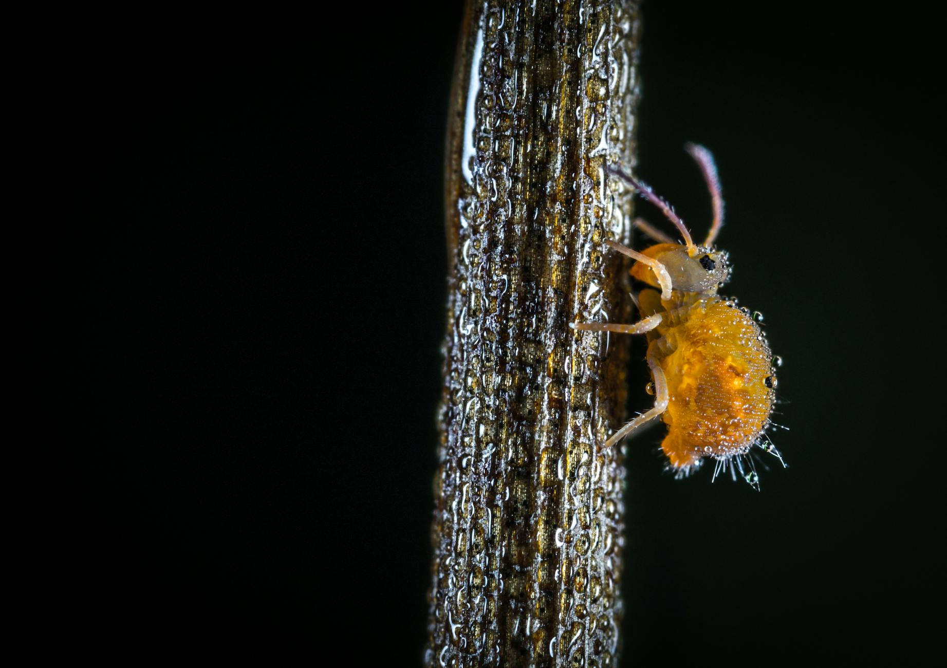 foto macro de piolho rastejante amarelo