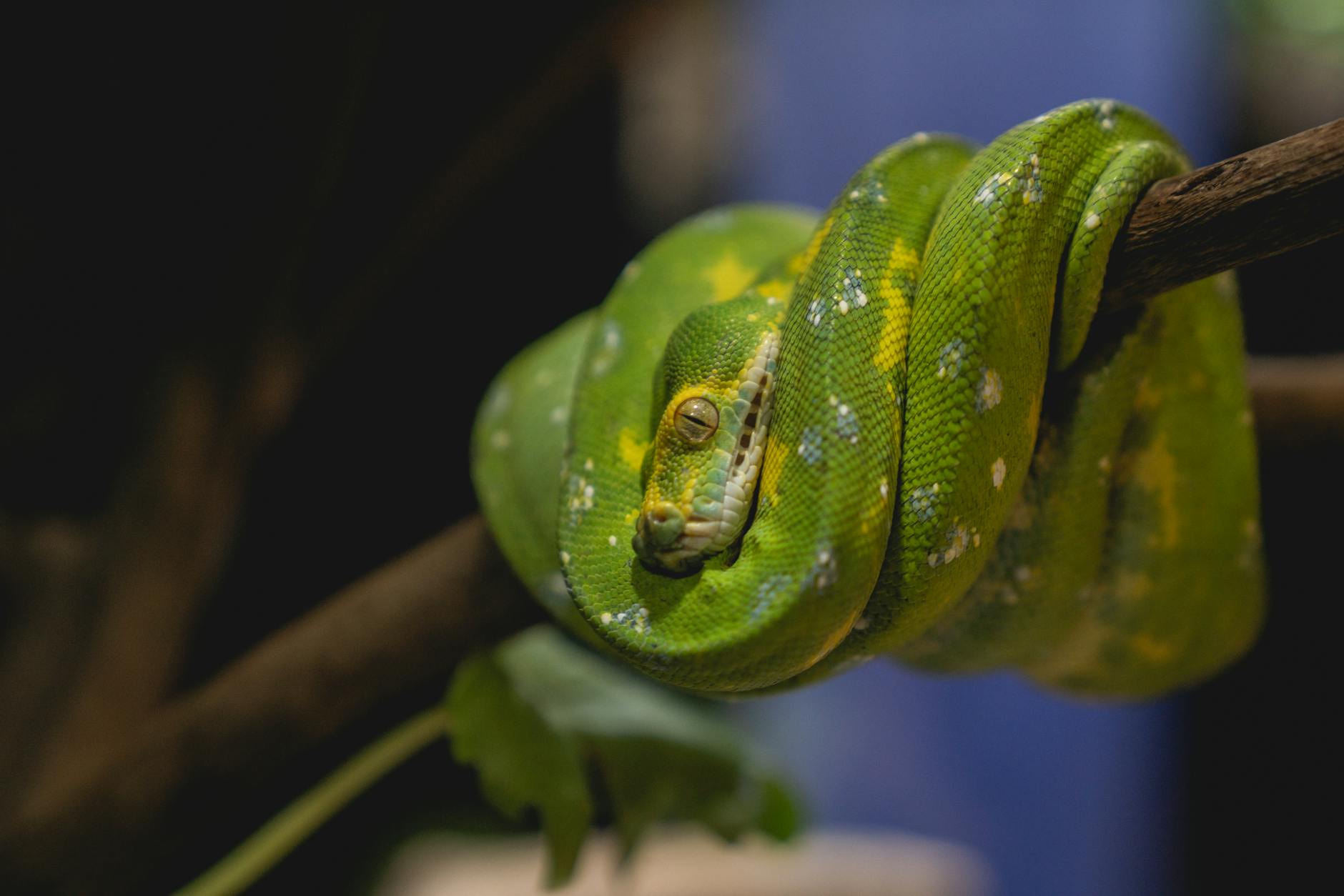 Phyton verde em cima de arvore 