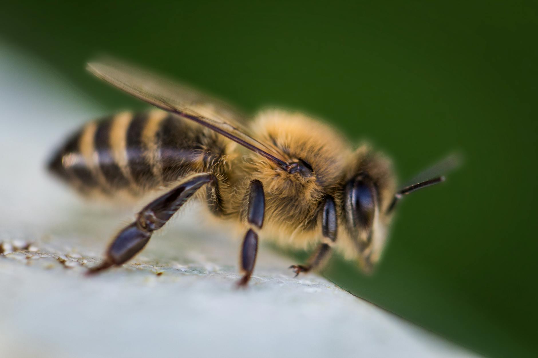 macro photography of bee