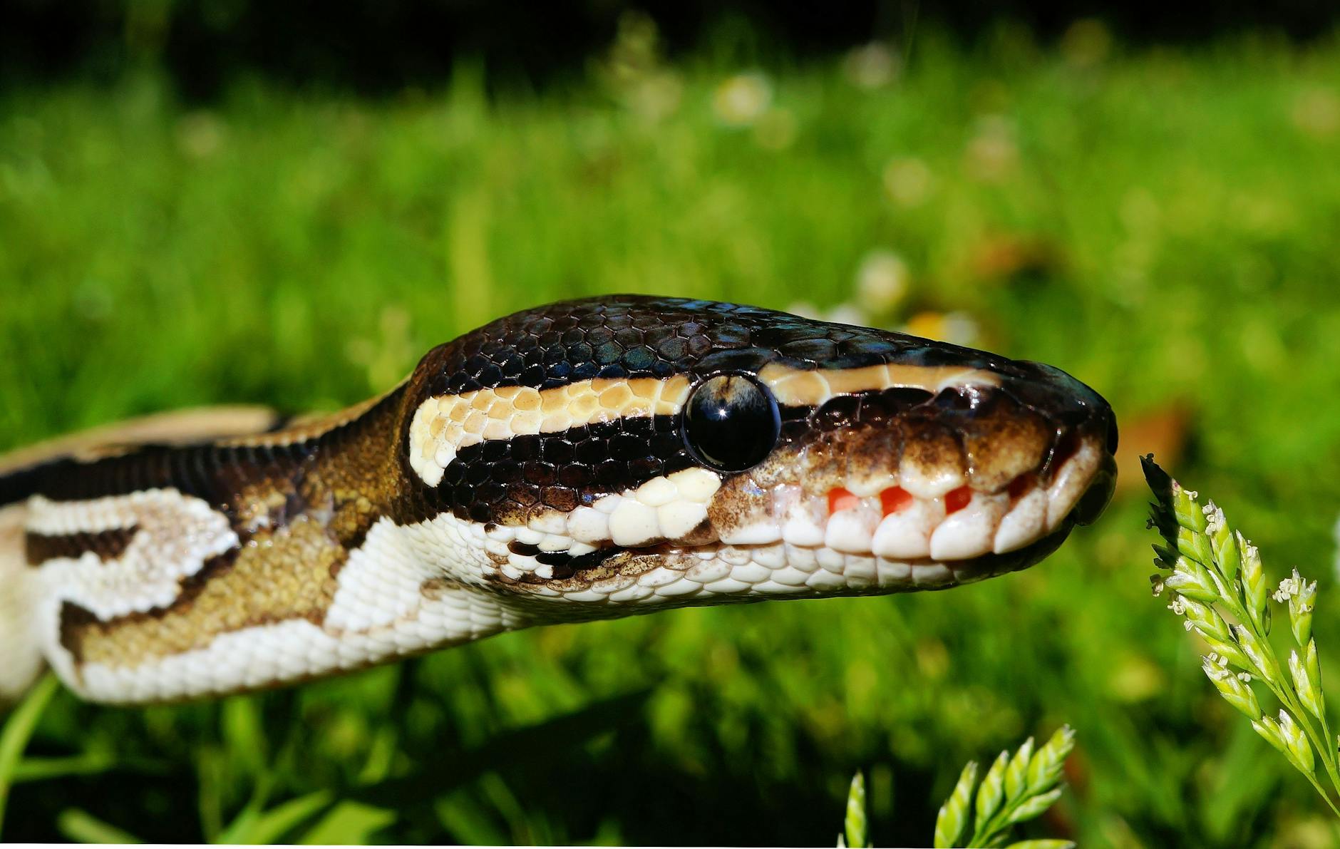 cobra marron e bege na grama 