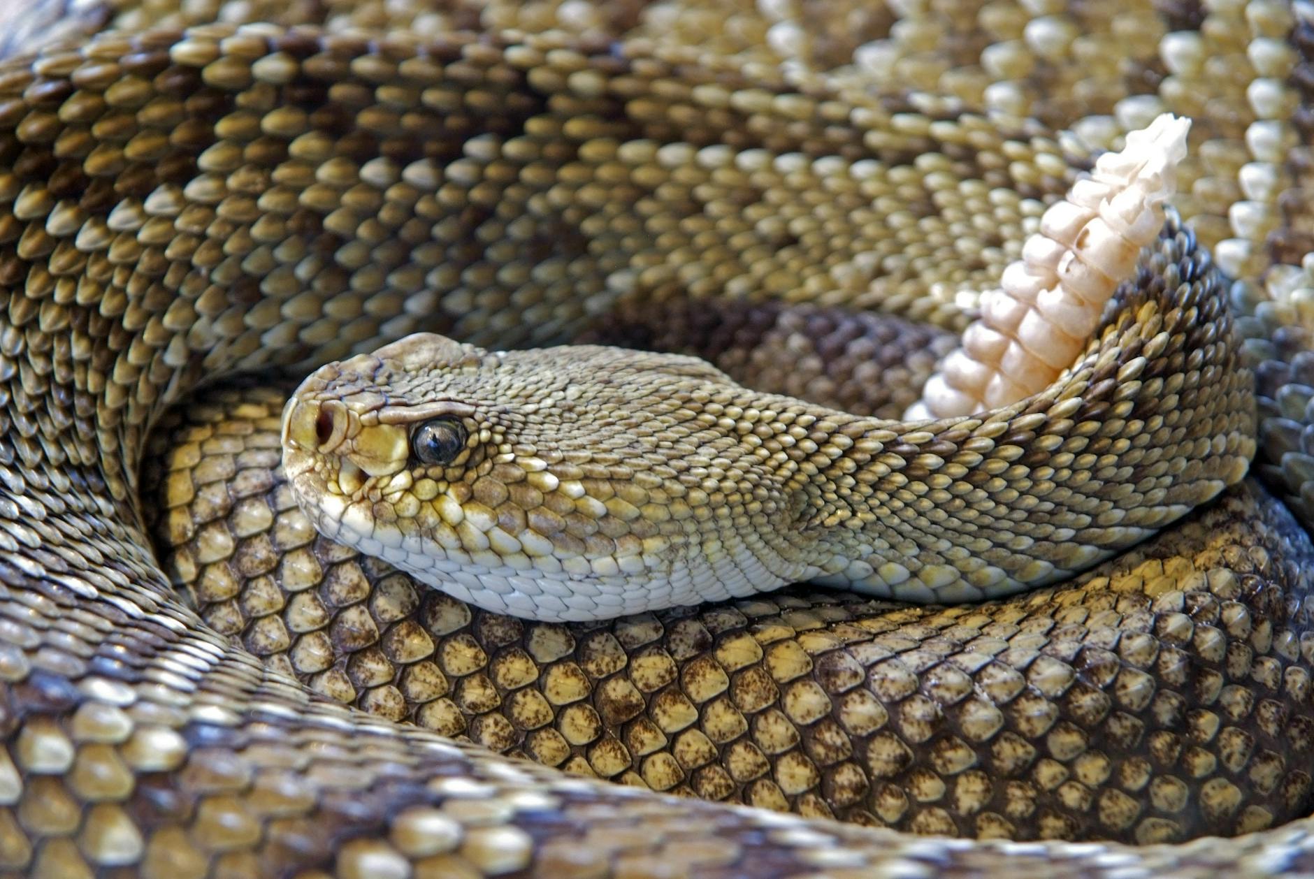 diamond back rattle snake