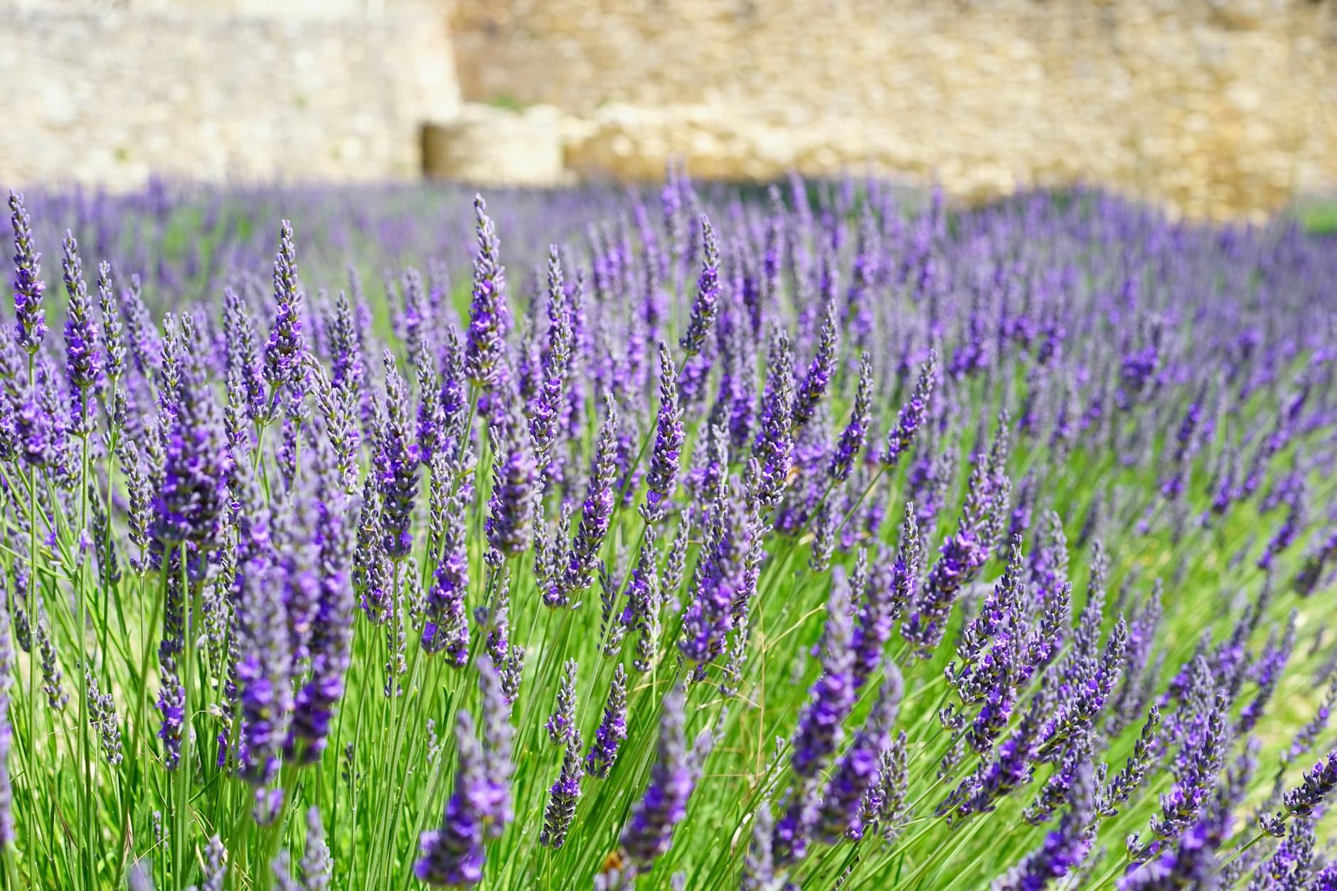 flores de lavanda 